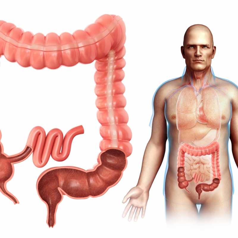 Chiều dài của ruột già phụ thuộc vào những yếu tố nào? 
