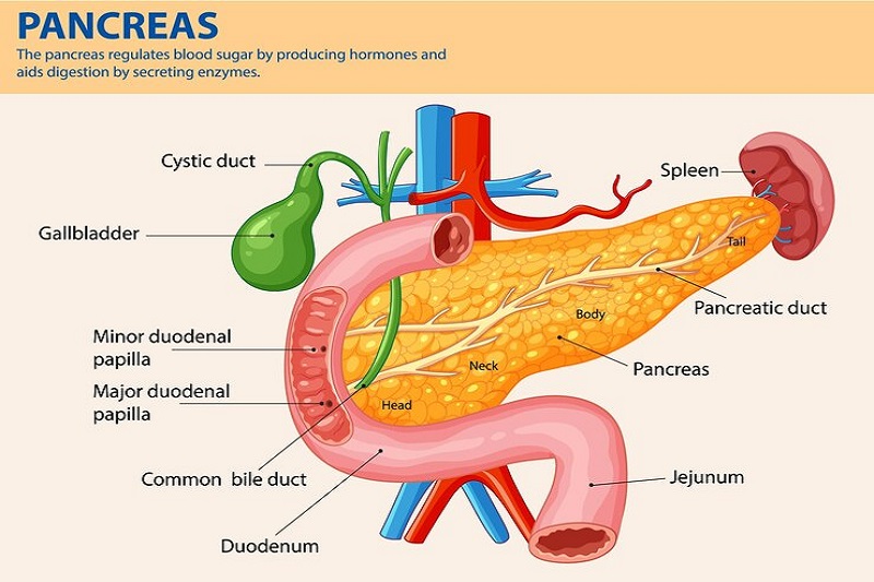 Hình ảnh giải phẫu tụy