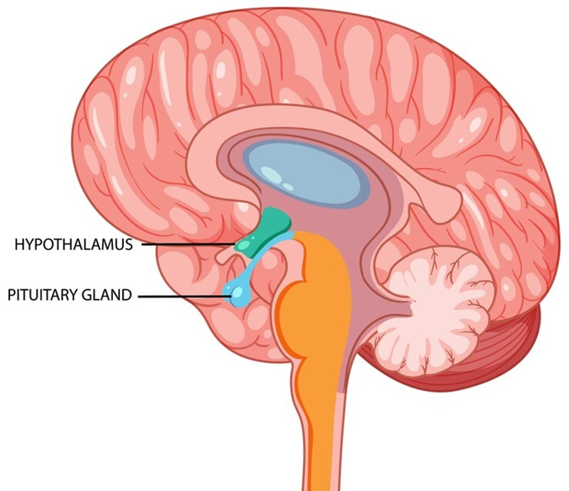 Tuy kích thước nhỏ nhưng u tuyến yên có thể ảnh hưởng đến nhiều cơ quan trong cơ thể