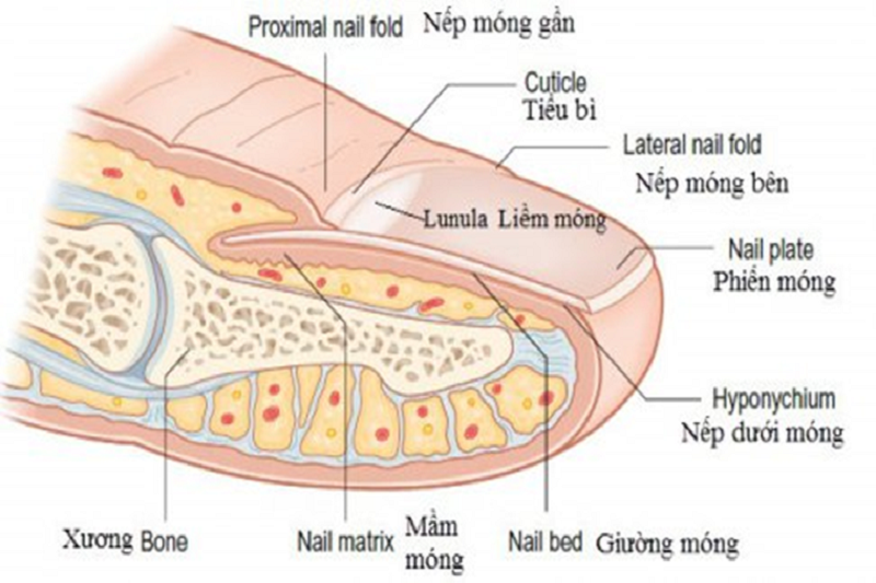 Cấu trúc của móng