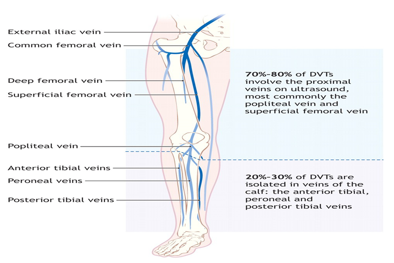 Sơ đồ tĩnh mạch chi dưới nhìn từ phía trước chân phải