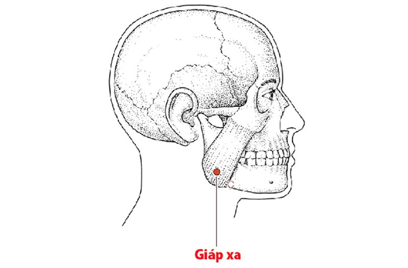 Huyệt giáp xa là một trong số những huyệt vị quan trọng nhất trên cơ thể