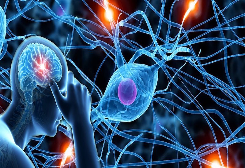 Thần kinh ngoại biên có vai trò gì trong truyền tải thông tin từ cơ thể đến não bộ?
