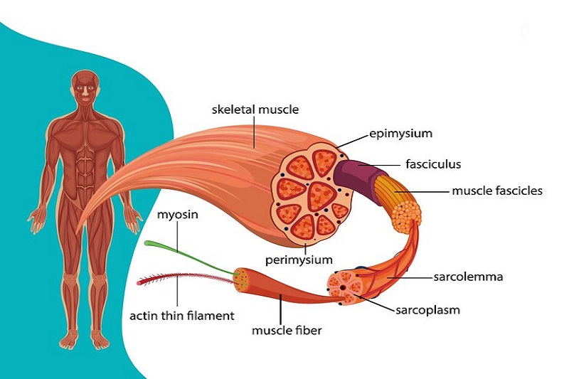 Hệ thần kinh ngoại biên liên kết não, tủy sống với nhiều vùng của cơ thể