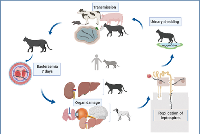 Cơ chế bệnh sinh của leptospira