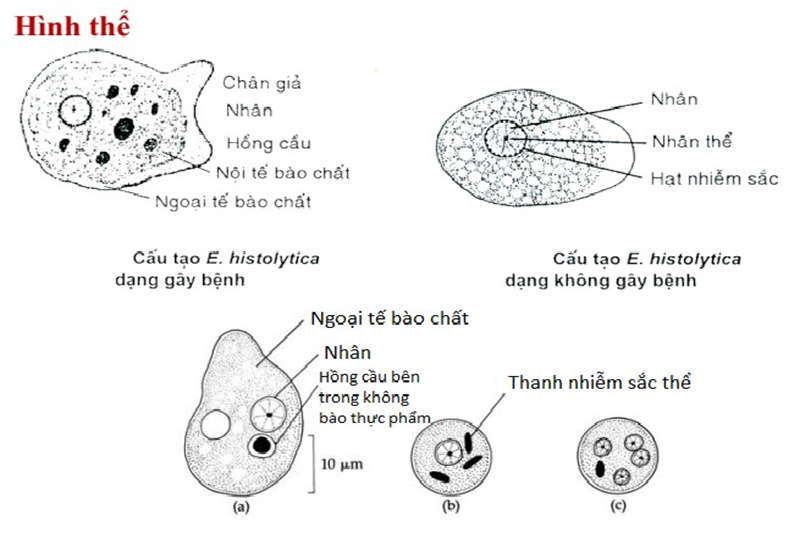 Cấu trúc 3 thể amip