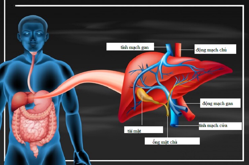 Hình ảnh chú thích vị trí của tĩnh mạch cửa