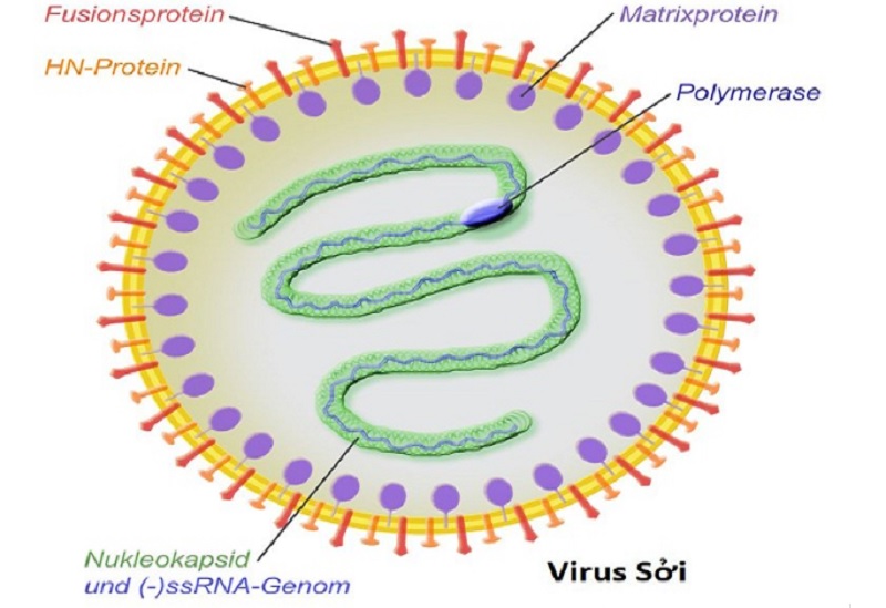 Virus gây ra bệnh sởi - một bệnh truyền nhiễm thường gặp vào mùa đông xuân. Ảnh minh họa