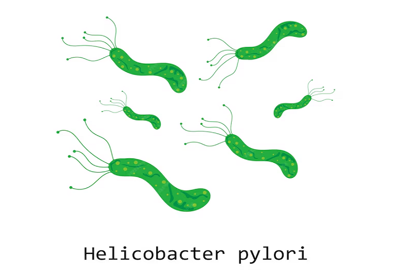 Vi khuẩn Helicobacter pylori là tác nhân chính gây đau dạ dày