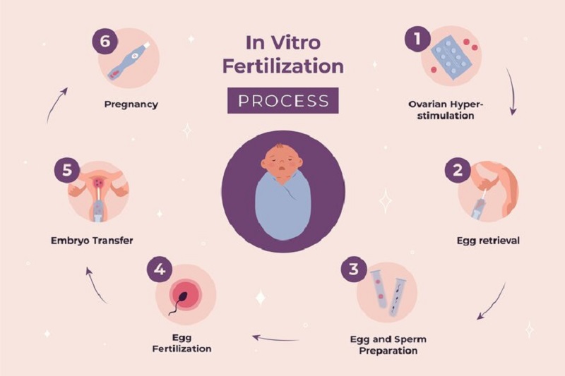 Mô phỏng quy trình thụ tinh bằng phương pháp IVF