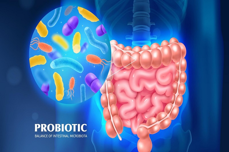 Thực phẩm giàu probiotic và men vi sinh giúp tăng khả năng phục hồi hệ tiêu hóa của trẻ