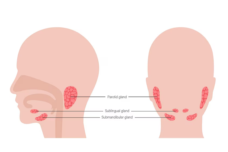 Viêm tuyến nước bọt có thể xảy ra ở bất cứ tuyến nước bọt nào