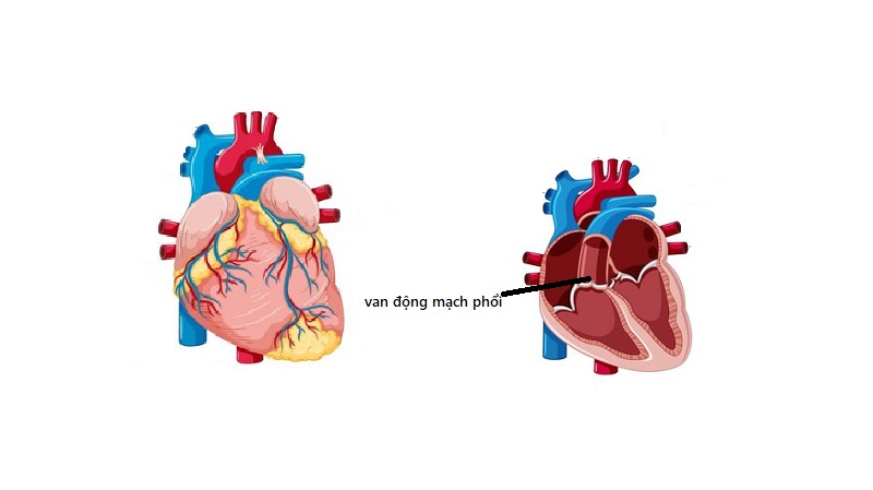 Vị trí của van động mạch phổi trong cấu trúc tim