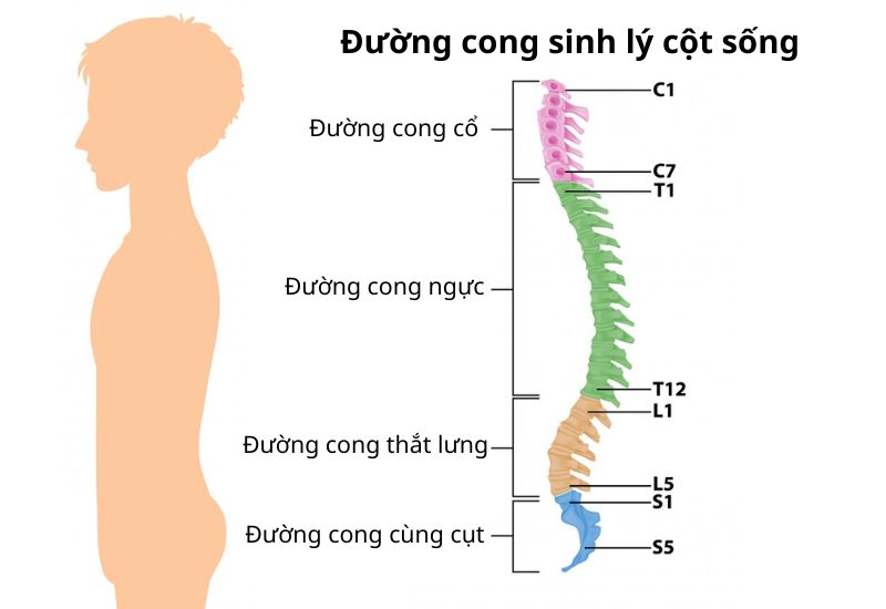 Ở trạng thái bình thường, cột sống có bốn đường cong chính