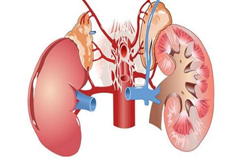 Viêm mô kẽ ống thận cấp