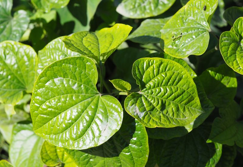 Lá lốt là một trong những cây thuốc nam chữa đau lưng 
