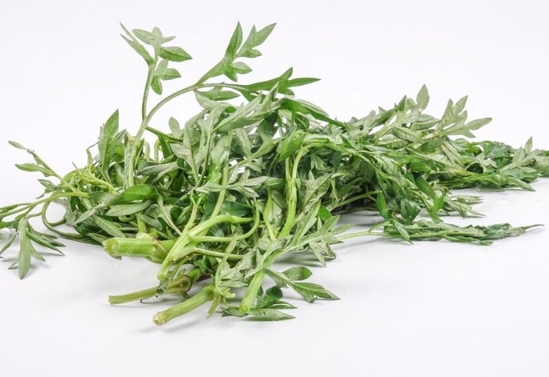 Đắp lá ngải cứu là một trong những mẹo chữa nang bao hoạt dịch khớp cổ tay mà nhiều người tin tưởng