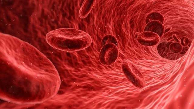 Thalassemia xảy ra do sự bất thường trong việc sản xuất hemoglobin, một protein quan trọng trong hồng cầu có nhiệm vụ vận chuyển oxy