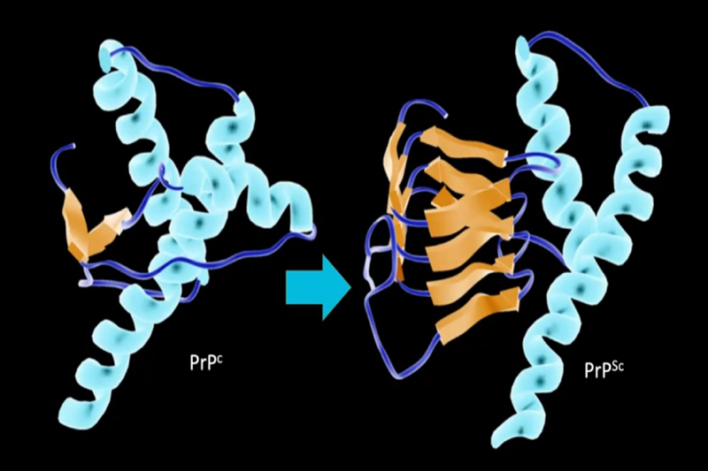 Nguyên nhân gây bệnh bắt nguồn từ rối loạn cấu trúc Prion - protein hệ thần kinh.