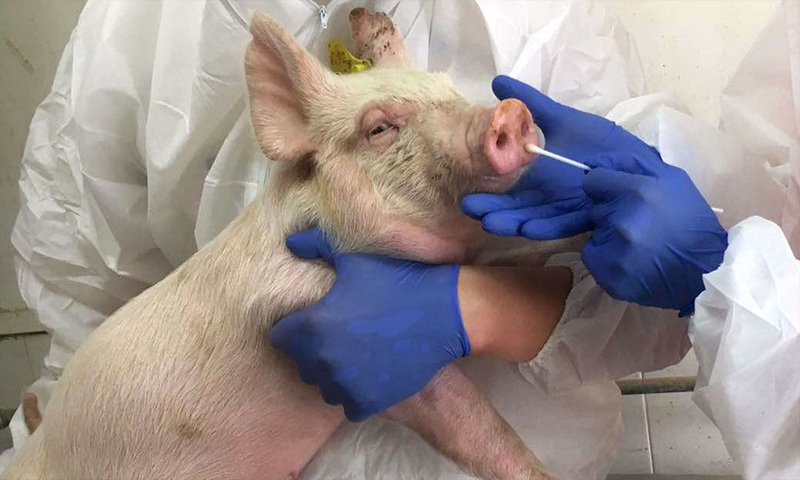 Có thông tin gì mới về nghiên cứu, phát triển và ngăn chặn bệnh viêm kết mạc mắt ở lợn?