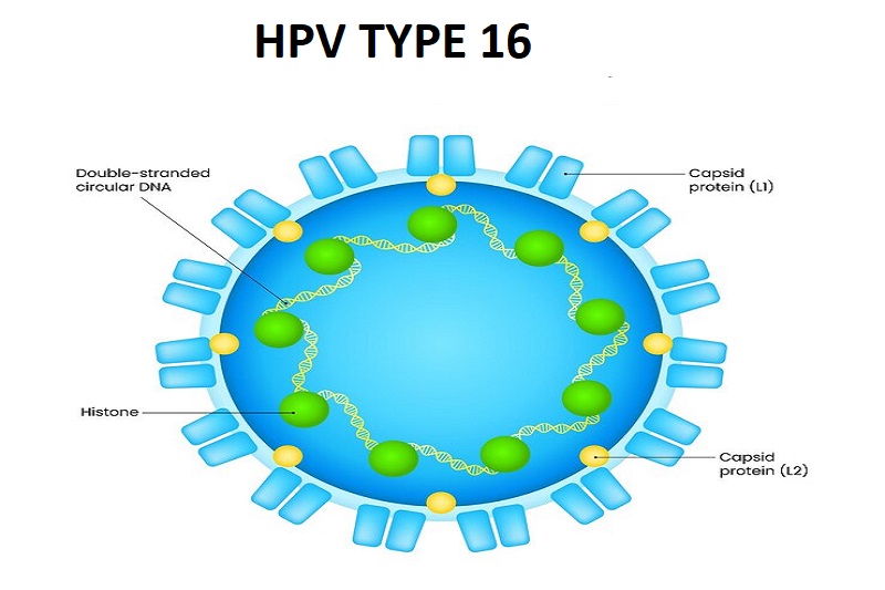 Hình ảnh mô phỏng cấu trúc của virus HPV type 16