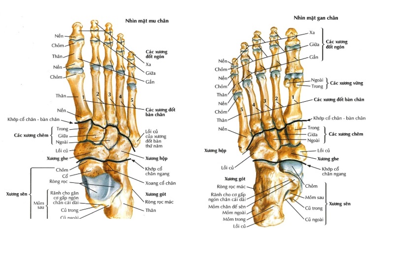 Cấu trúc bàn chân và khớp bàn ngón chân
