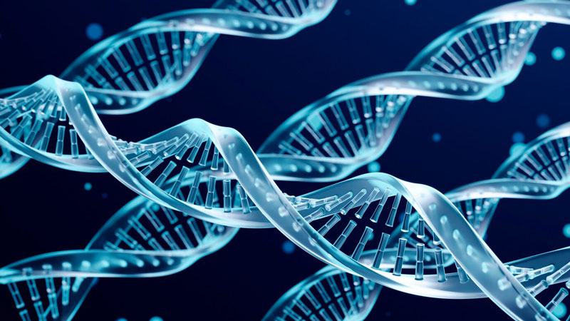 Gen BRCA1 và BRCA2 đảm nhiệm vai trò mã hóa protein, có vai trò trong quá trình chỉnh sửa DNA