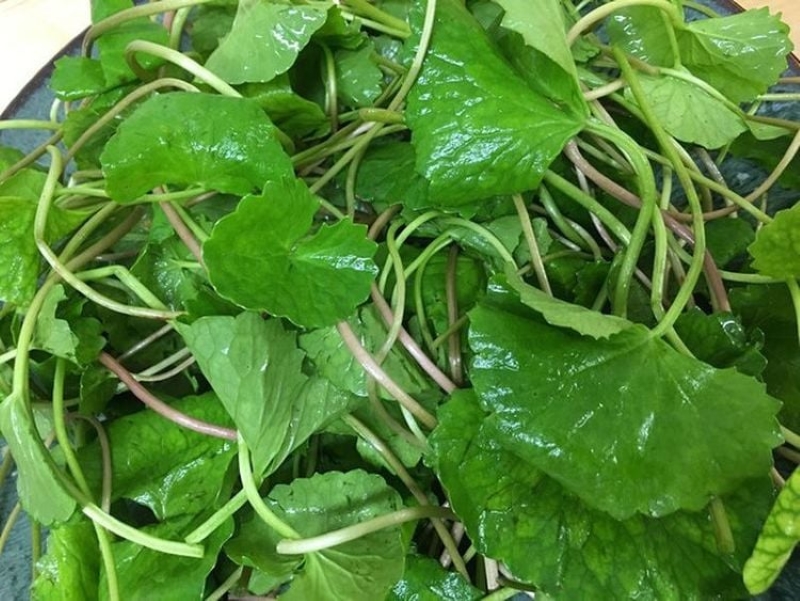 Rau má tươi chứa hàm lượng vitamin và khoáng chất cao 