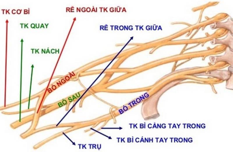 Giải phẫu các dây thần kinh chính