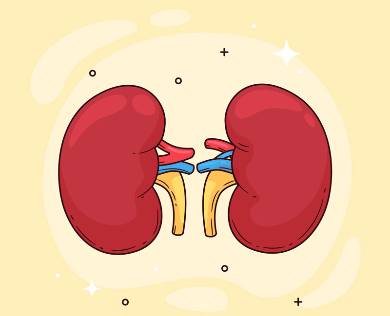Câu trả lời cho câu hỏi lấy máu gót chân xét nghiệm những bệnh gì là bệnh tăng sản thượng thận bẩm sinh
