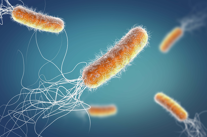 Pseudomonas aeruginosa là vi khuẩn thường gặp gây loét giác mạc ở người đeo kính áp tròng.
