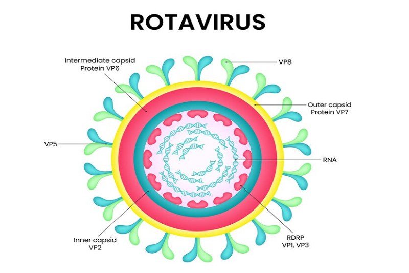 Nhiều trường hợp trẻ bị nôn và đi ngoài do nhiễm rota virus 