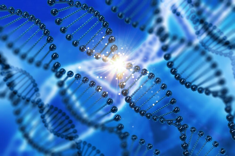 Gen BRCA1 là một gen nằm trên nhiễm sắc thể số 17 mã hóa protein giúp sửa chữa DNA bị hư hại