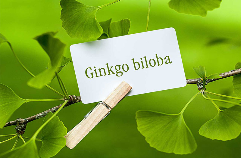 Trước khi sử dụng ginkgo biloba, nên tham khảo ý kiến ​​bác sĩ để đảm bảo an toàn cho sức khỏe và xác định liều lượng phù hợp.
