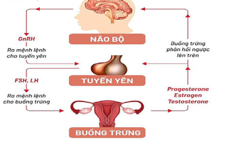 Trục hạ đồi - tuyến yên - buồng trứng bình thường 