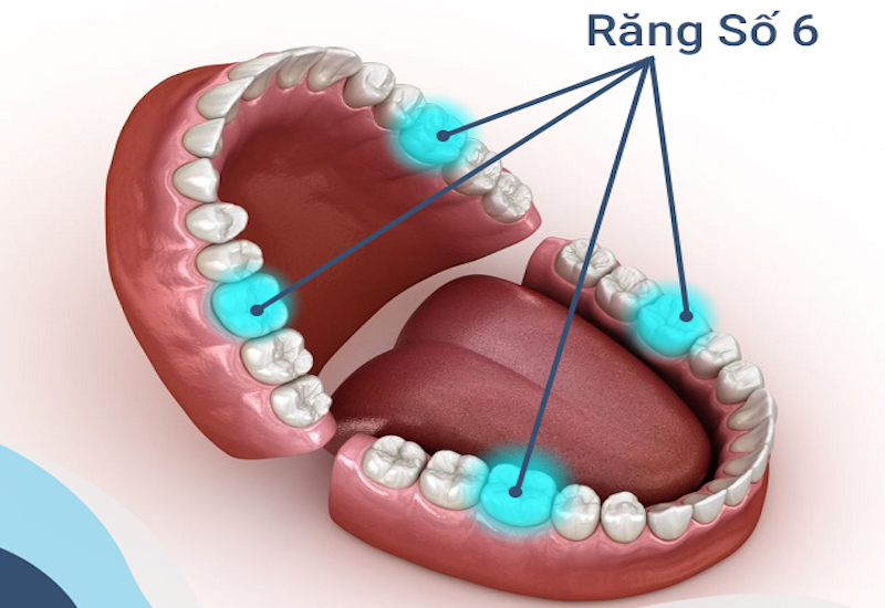 Răng số 6 đảm nhận nhiều vai trò quan trọng 