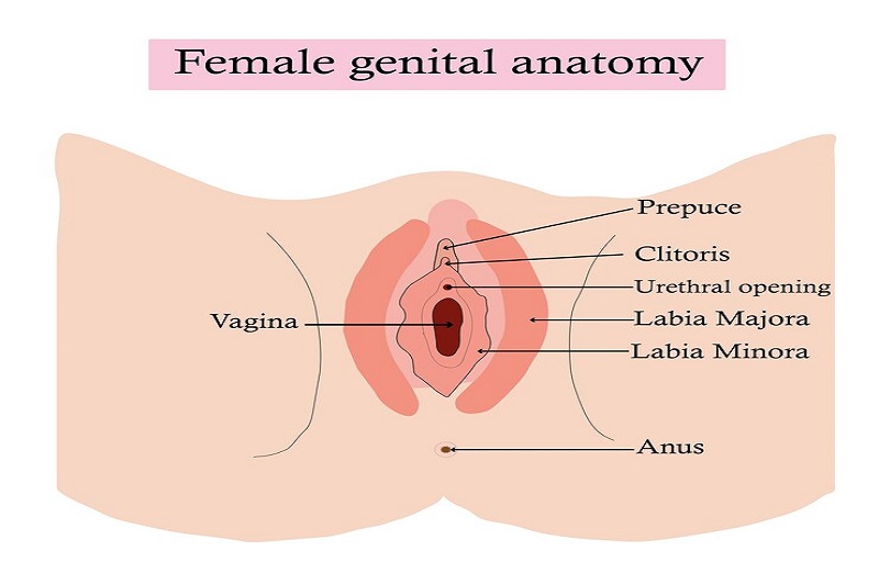 Hình ảnh mô phỏng vị trí các bộ phận trong cơ quan sinh dục ngoài ở nữ giới