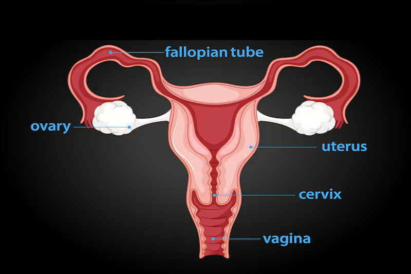 Hình ảnh vị trí các bộ phận của cơ quan sinh dục trong ở nữ giới