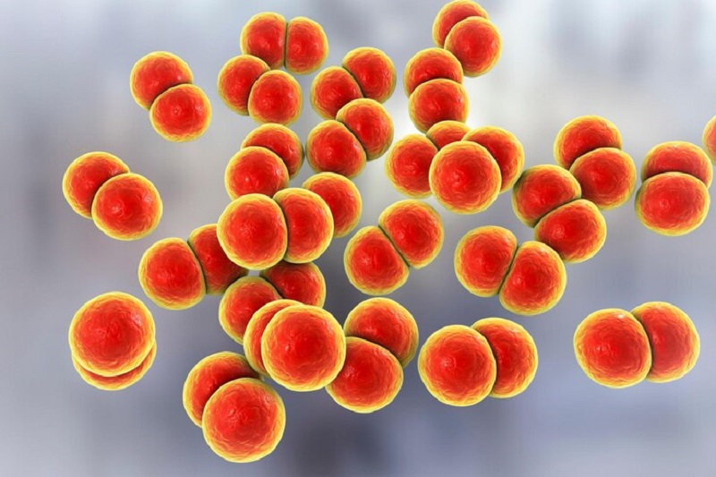 Nhiễm não mô cầu là bệnh nhiễm trùng cấp tính do vi khuẩn Neisseria meningitidis gây ra