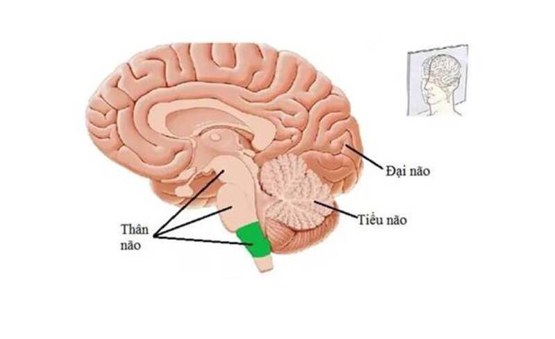 Thân não nằm ở vị trí nối liền giữa đại não và tuỷ sống