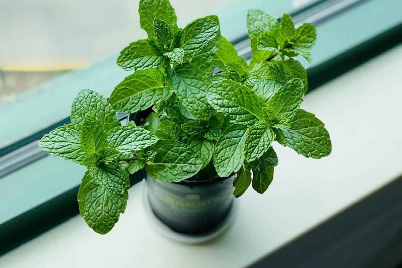 Nhiều người cho rằng lá bạc hà có thể trị ho hiệu quả