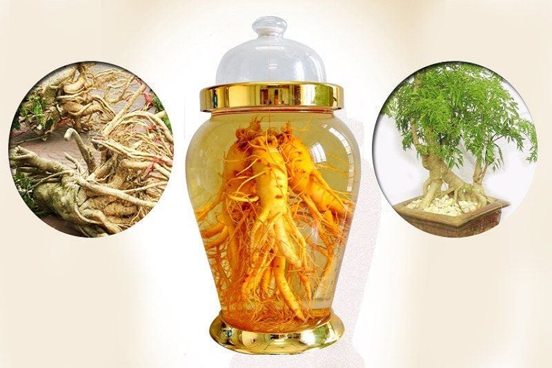Hình ảnh minh họa bài thuốc ngâm rượu trị nhức mỏi từ rễ cây đinh lăng