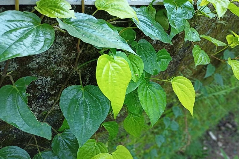 Nấu nước lá trầu không ấm ngâm hậu môn giúp làm co búi trĩ