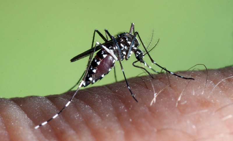 Muỗi  Aedes aegypti là vật trung gian truyền bệnh chính của virus Dengue gây sốt xuất huyết trong cộng đồng