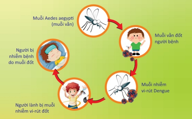 Cơ chế lây truyền bệnh sốt xuất huyết qua đường muỗi đốt