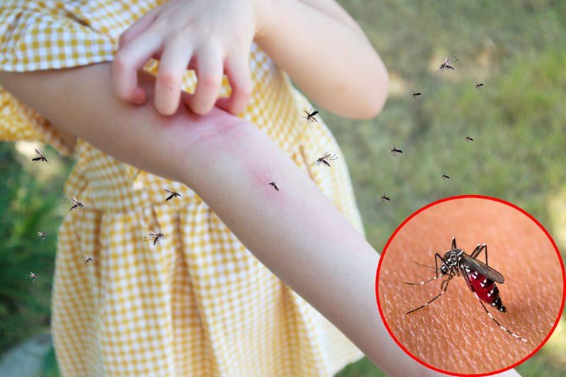 Muỗi vằn Aedes aegypti là vật trung gian truyền bệnh sốt xuất huyết Dengue