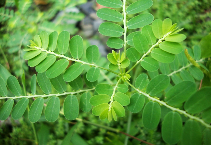 Diệp hạ châu là một trong những cây thuốc nam hỗ trợ điều trị bệnh viêm gan B được nhiều người lựa chọn sử dụng 