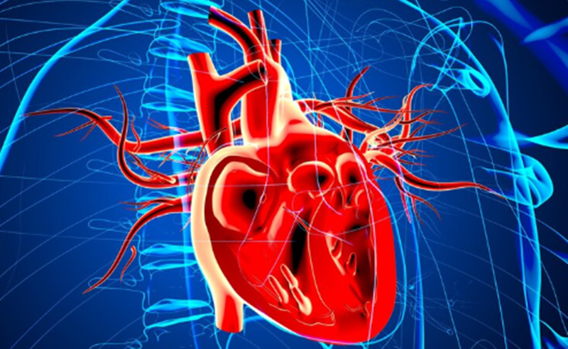 Các loại mạch máu có cấu tạo khác nhau và có chức năng khác nhau