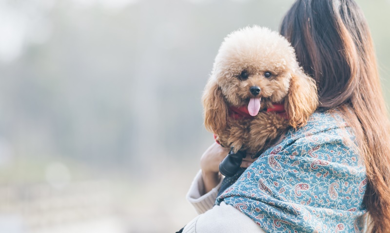 Chó con cũng có thể nhiễm virus gây bệnh dại