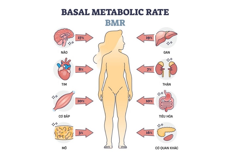 Hình ảnh giúp hình dung chỉ số BMR là gì